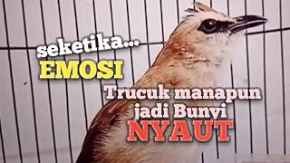 TRUCUKAN GACOR Ampuh buat PANCINGAN Trucukan agar EMOSI jadi NYAUT BUNYI ikut NGEPLONG ROPEL GARUDA 