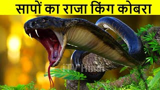 खतरनाक सांप किंगकोबरा Indian King Cobra Snake Documentary in Hindi, Most deadliest snake in theworld