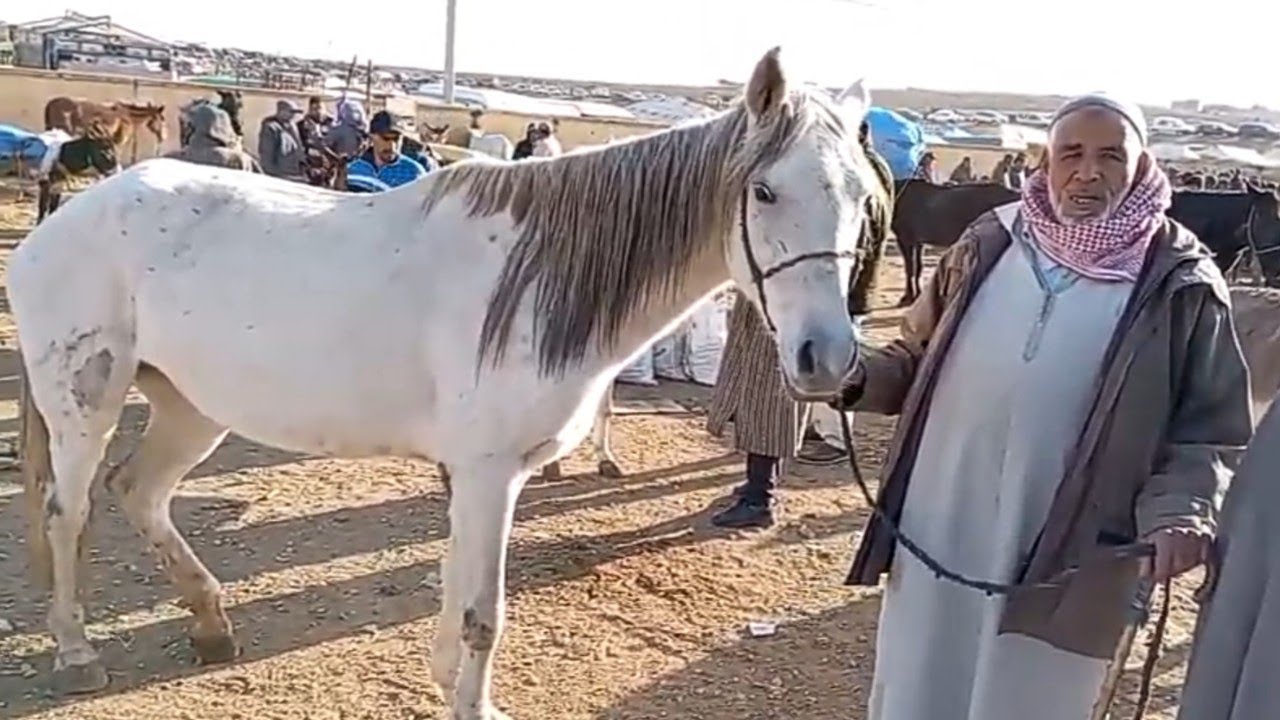 الله الله خيرات مولانا من سوق خميس توجطات مع الحمير والبغال والخيل