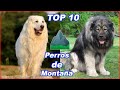 TOP 10 razas de perros de MONTAÑA🐕‍🦺