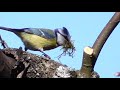 Весеннее пробуждение природы. Spring awakening of nature