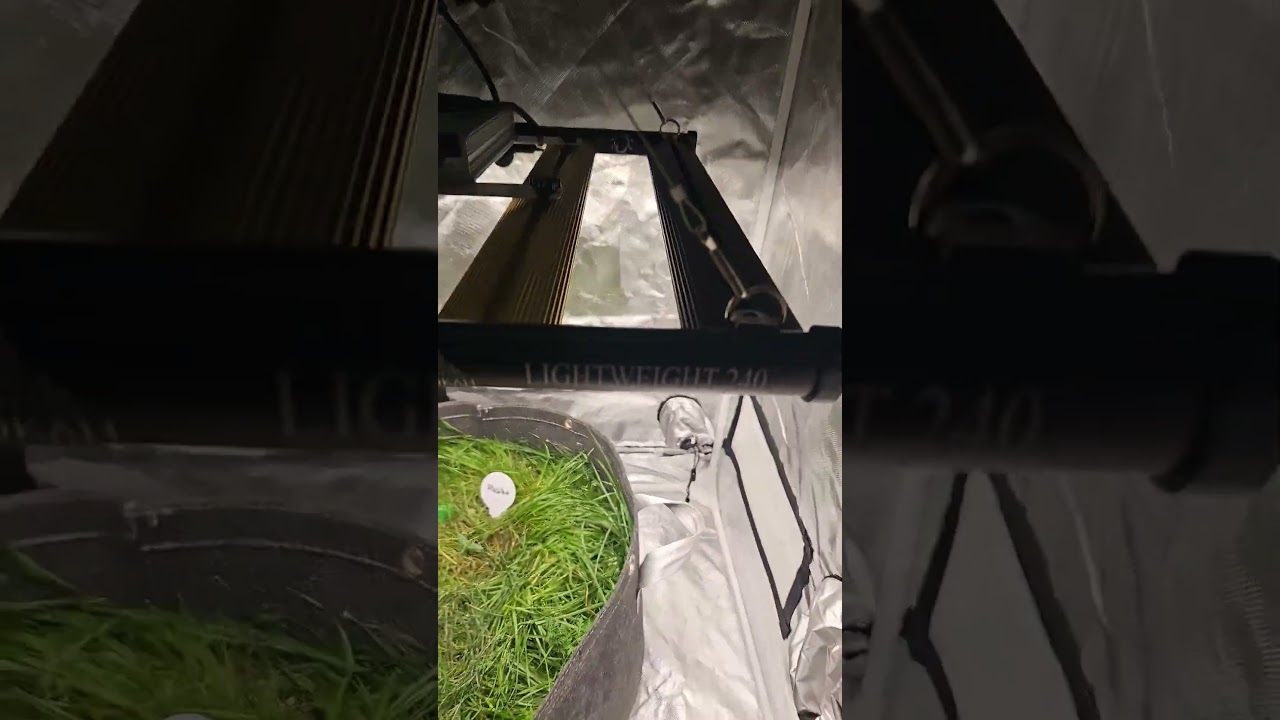 Growing Cannabis Indoors From SEED To HARVEST