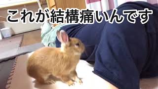 #167 うさぎのマッサージ時々噛まれる