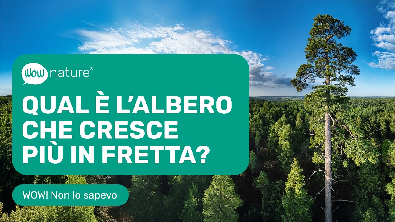 Qual è l'albero che cresce più in fretta?