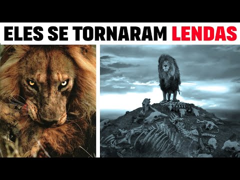 Vídeo: Leões brancos - uma lenda que se tornou realidade