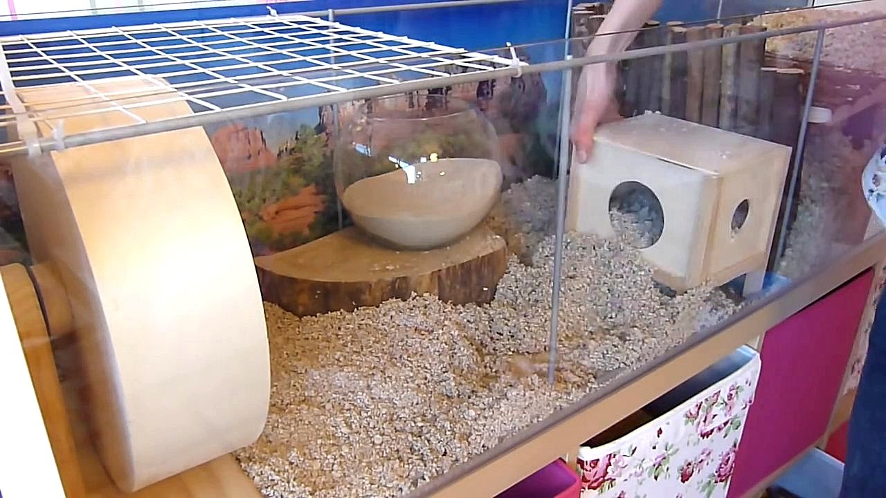 How To: Set Up a Gerbil Cage - YouTube
