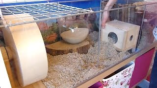 How To: Set Up a Gerbil Cage