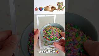 Rice colored cat evolution! 🌈😸