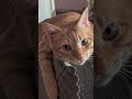 #cat #ginger #gingercatclub #gingercatadventures #catsofyoutube #catshorts #catlove #paws