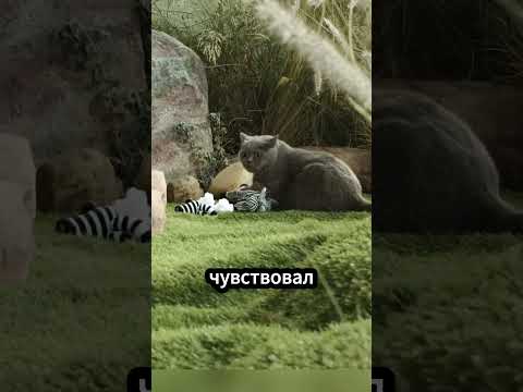 Кот, который считает себя Королём Львом! 😻🦁