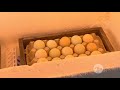 Así se elabora una incubadora artesanal para pollos | La Finca de Hoy