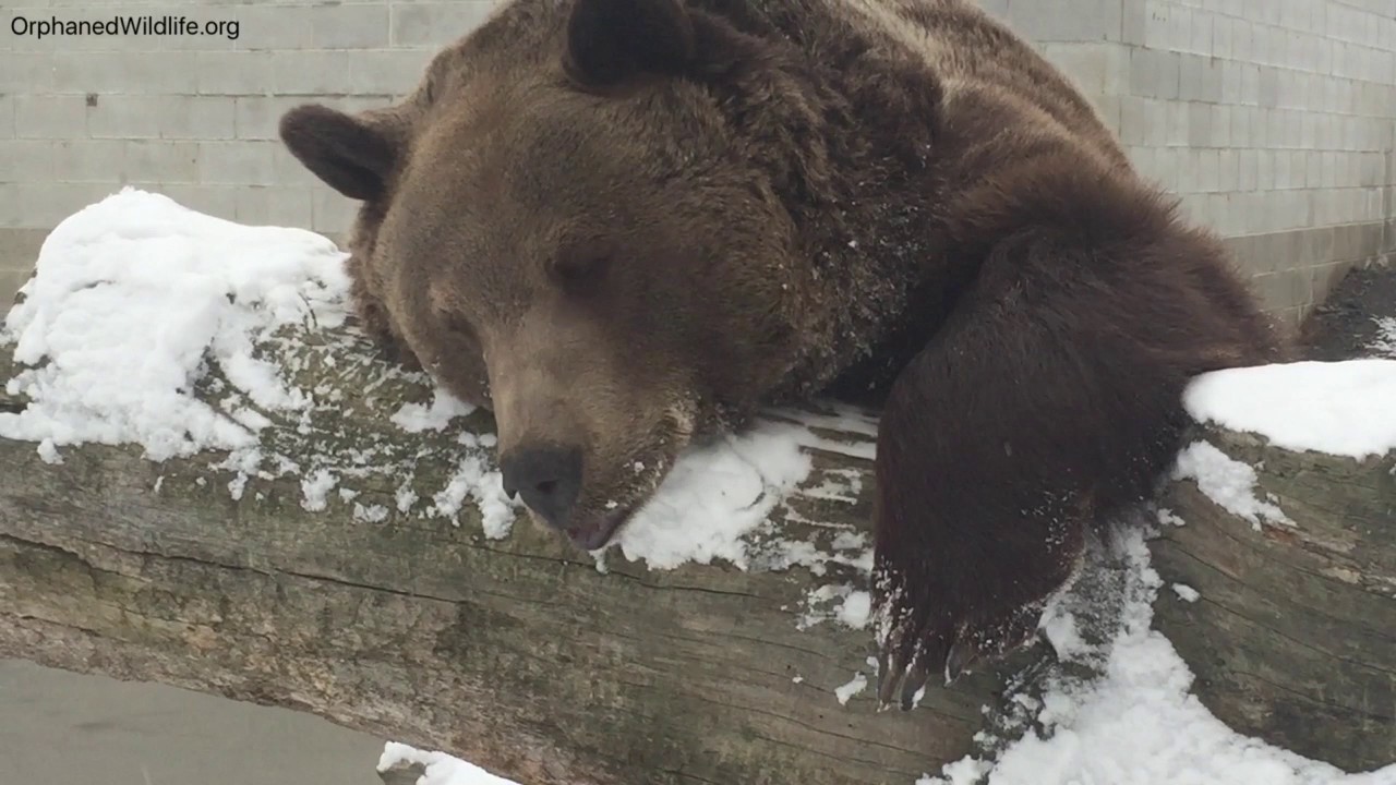 profit and loss statement Winter Leo....slowwwwwww.....