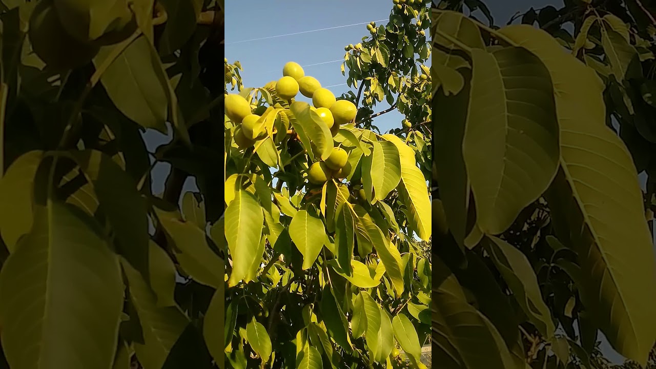 #çorum#Oğuzlar cevizi#verim