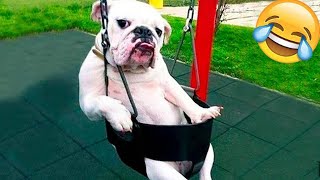 Funniest Animals 😄 Best Funny Dogs and Cats Compilation 2024 #11