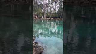 Crystal River Manatees #manatee #crystalriverflorida