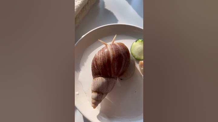 Coquille d’escargot géant cassée 😞 #YouTubeCreatorCommunity
