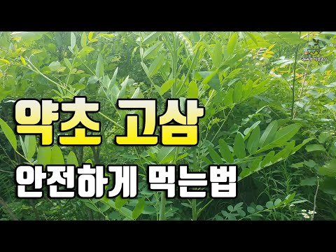   약초 고삼 유용하게 사용하세요 고삼의 성미와 먹는법