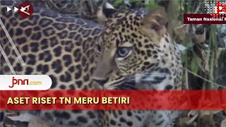 Populasi Macan Tutul Jawa Naik 30 Persen - JPNN.com