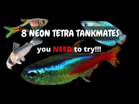 8 BEST Neon