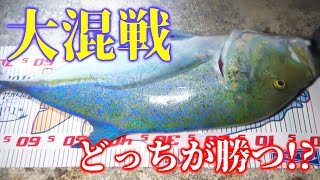 また大物GTあがって、大混戦に!一体どっちが勝つのか⁉【宮古vs石垣釣り対決#9】