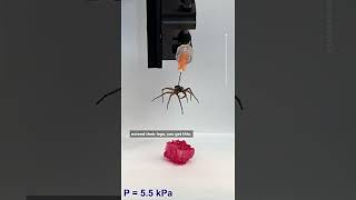 Dead Spiders Reanimated In Lab To Become Necrobotic Grabbers