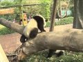 Pandas competing for a sunbathing spot