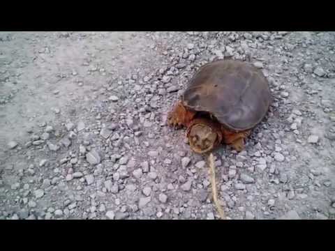 Черепаха убийца!!!Жесть!  Snapping Turtle Attacks!