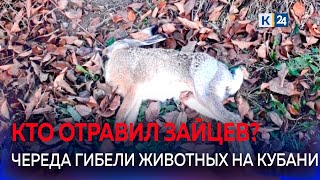 🐇Мертвые зайцы: почему на Кубани гибнут дикие животные?