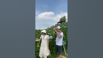 Thăm vườn hoa cẩm tú cầu