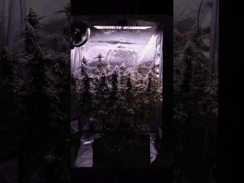 Training My Plants for BIG BUDS 💪🌿 | Patreon Exclusive