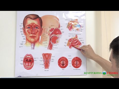 Отит: от чего он возникает и как его лечить?