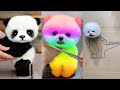 Cute pomeranian puppies doing funny things 4  cute and funny dogs  mini pom