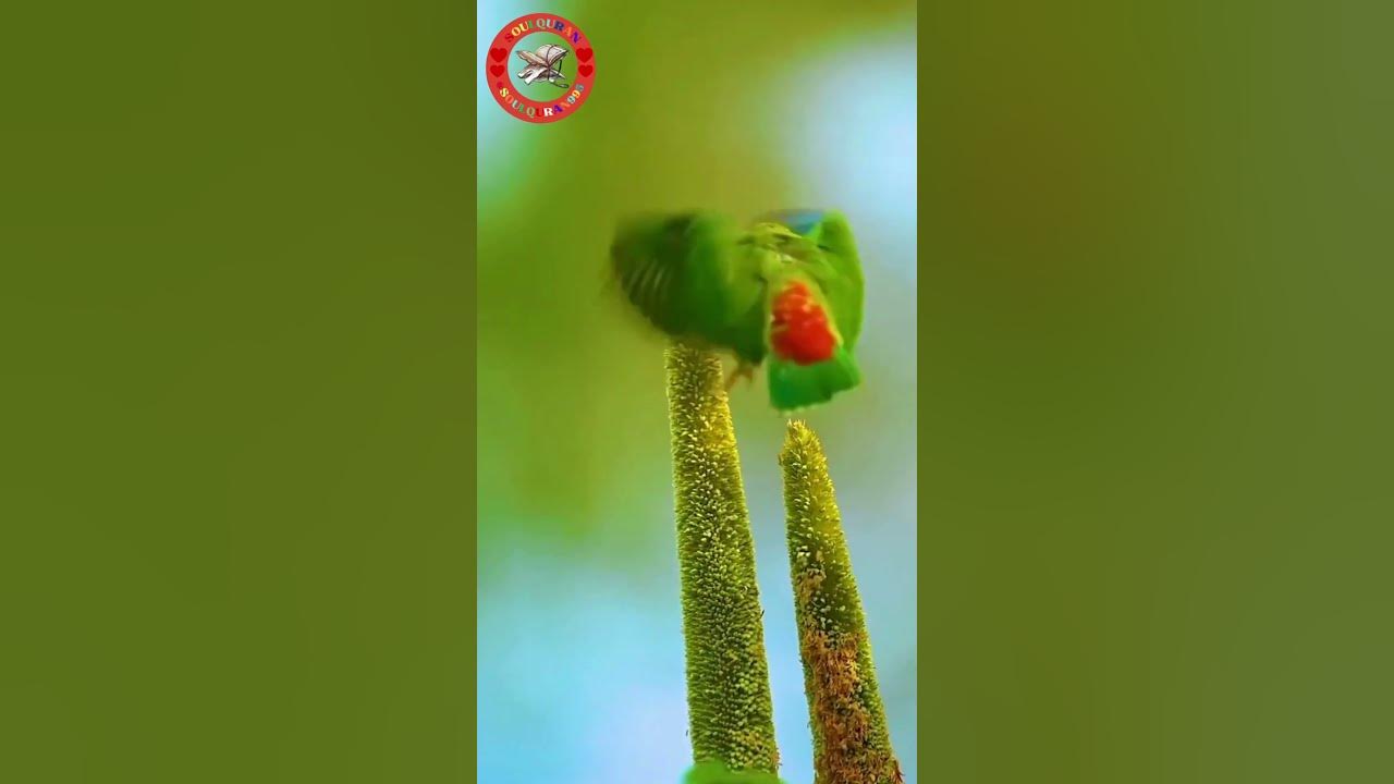 best-worst-quran-para01-urdu-translation-trends-shorts-quran-birds