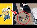 5 MINIONS Reales Captados en Cámara en la Vida Real