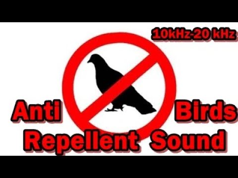 Звуки отпугивающие голубей