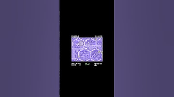 Volfied by Taito for the Commodore C64 (1989), stage 2. #retrogaming