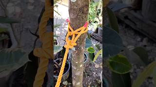 Clove Hitch Bowline knottutorial knot shortsviral rope knot knotying shorts viral fyp