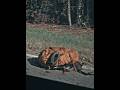 Poor Hitchhiker / The Walking Dead #shorts