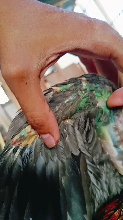 info senior cara mengobati sayap ayam warna hijau🙏