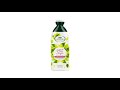 ネ和mpon L Angelica Fortifiant Cu Hamei ネ冓 Seminネ嫺 De Mei 250 Ml 8017331040850 ネ和mpon L Angelica Fortifiant Cu Hamei ネ冓 Seminネ嫺 De Mei 250 Ml 8017331040850