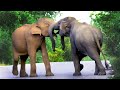 Two elephants are fighting on the road | सड़क पर दो हाथी लड़ते हैं | ช้างสองตัวต่อสู้กันบนถนน