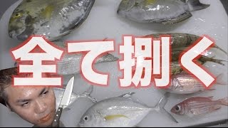 10匹の釣れた魚を捌く！【負傷】