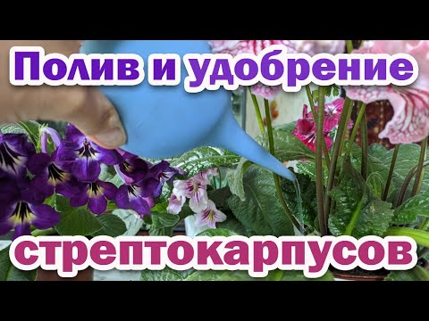 Бейне: Стрептокарпус - нәзік және тазартылған