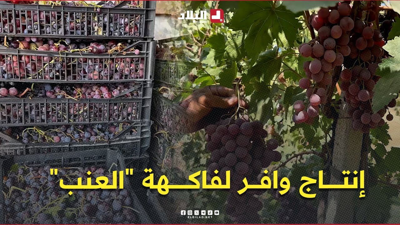 #بومرداس .. منتوج وافر لفاكهة 