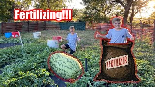 Fertilizing my HUGE WATERMELONS!