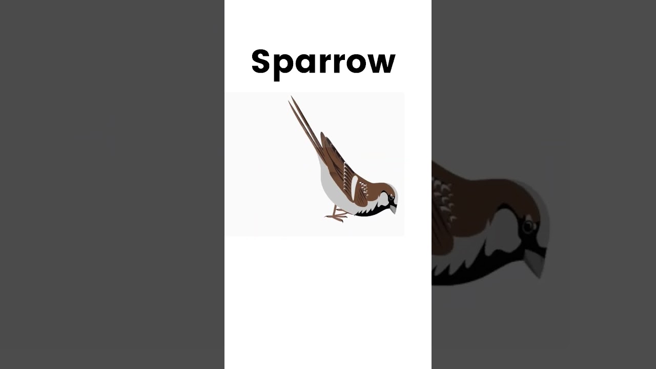 sparrow | birds name for kids | 