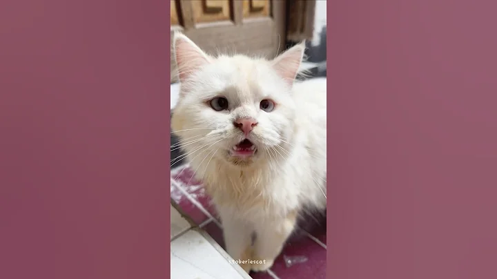 Watch the video about Cutest Sad Meow Ever 😿 #cat #shorts #cute #kitten #video