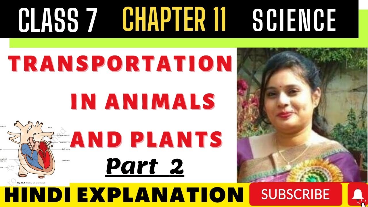 Transportation in Animals and Plants Part 2 Class 7 Science Ch- 11 ...