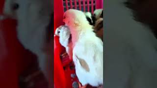 menuju mompang julu bossq..