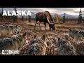 WILD ALASKA | Predators and Survival in the Frozen North | Nature Animal Documentary